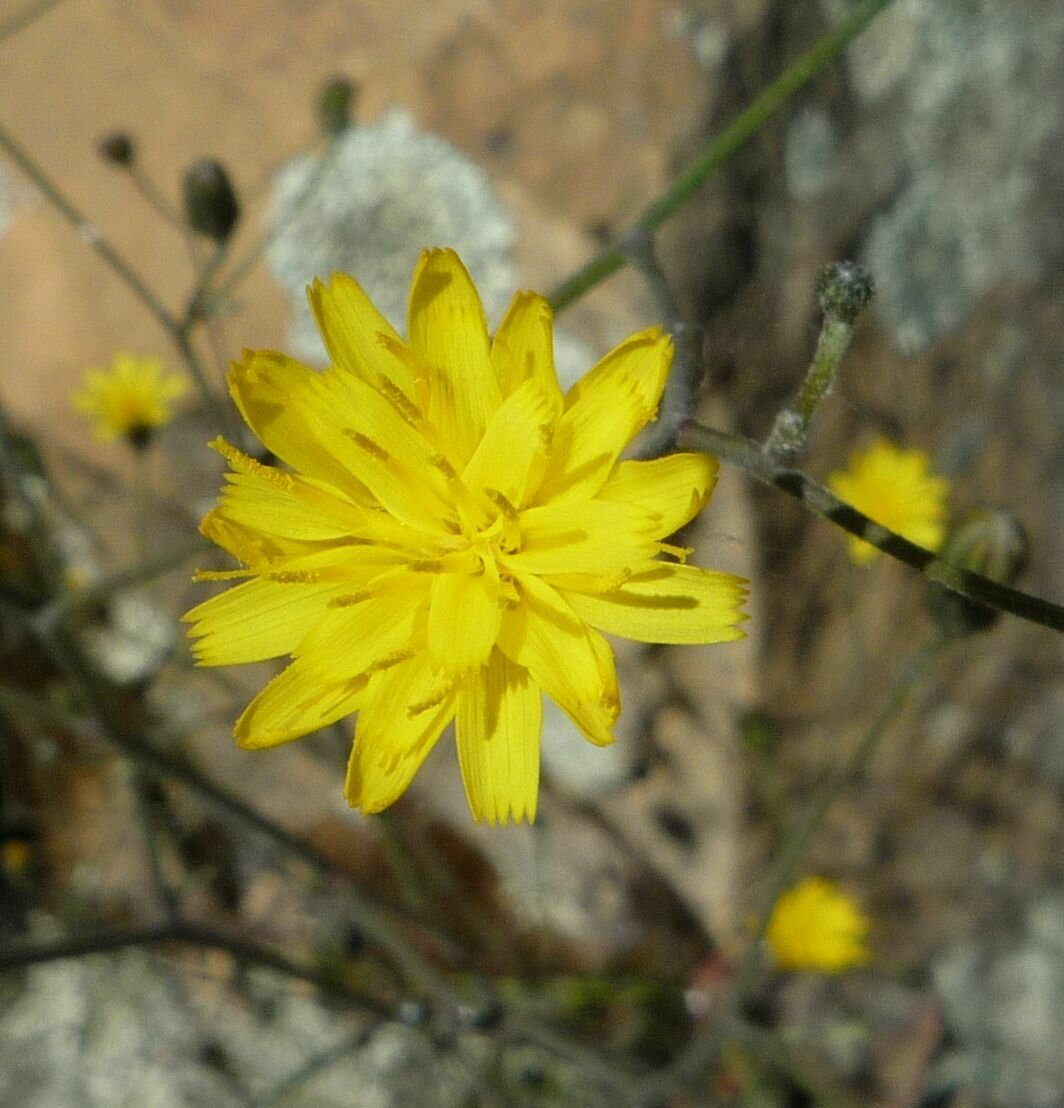 High Resolution Hieracium argutum Flower